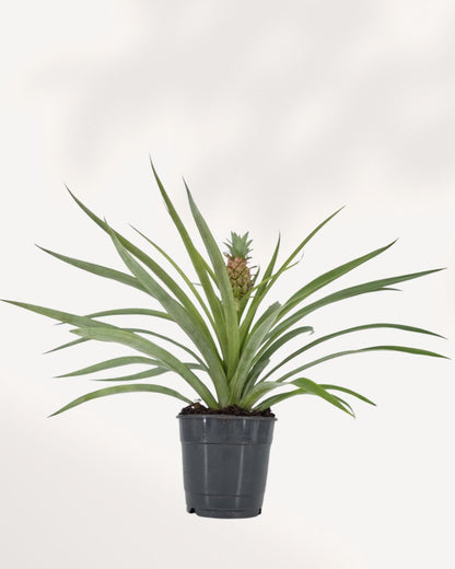 Pineapple Plant | Buy Online - Bring a Tropical Touch to Your Home |  Mygreenscape | Buy Plants Online