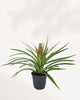 Pineapple Plant top front view, healthy ornamental pineapple houseplant with striking tropical leaves for bright indoor spaces