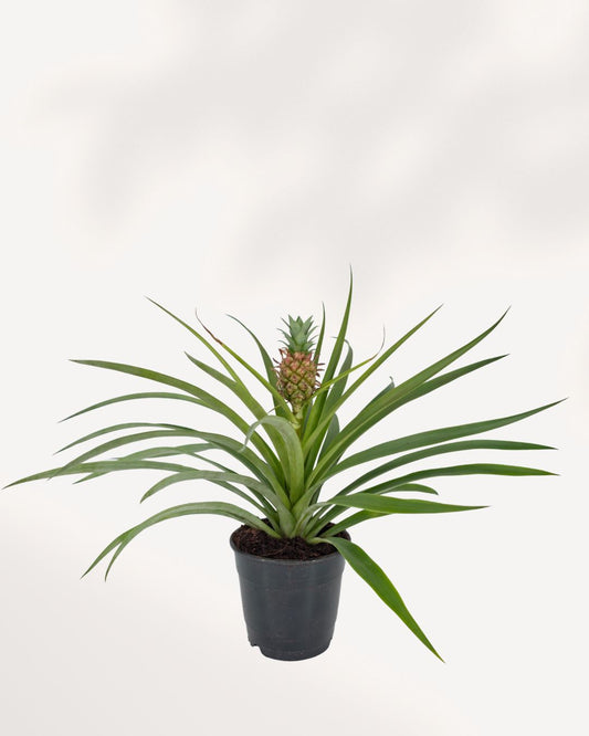 Pineapple Plant top front view, healthy ornamental pineapple houseplant with striking tropical leaves for bright indoor spaces