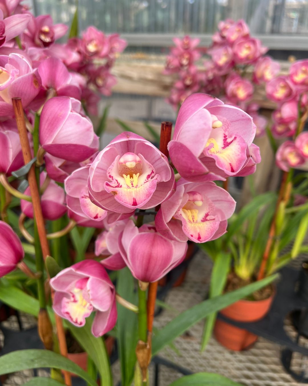 Cymbidium orchid with tall stems and fresh open blooms sitting in a Grow pot | Shop Online Mygreenscape.ca