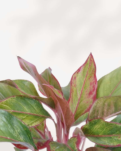 aglaonema pink sapphire Chinese Evergreen Pink Sapphire | Buy Online - Easy-Care & Vibrant Houseplant | Mygreenscape
