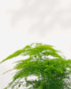 Plumosa Asparagus Fern - Asparagus setaceus