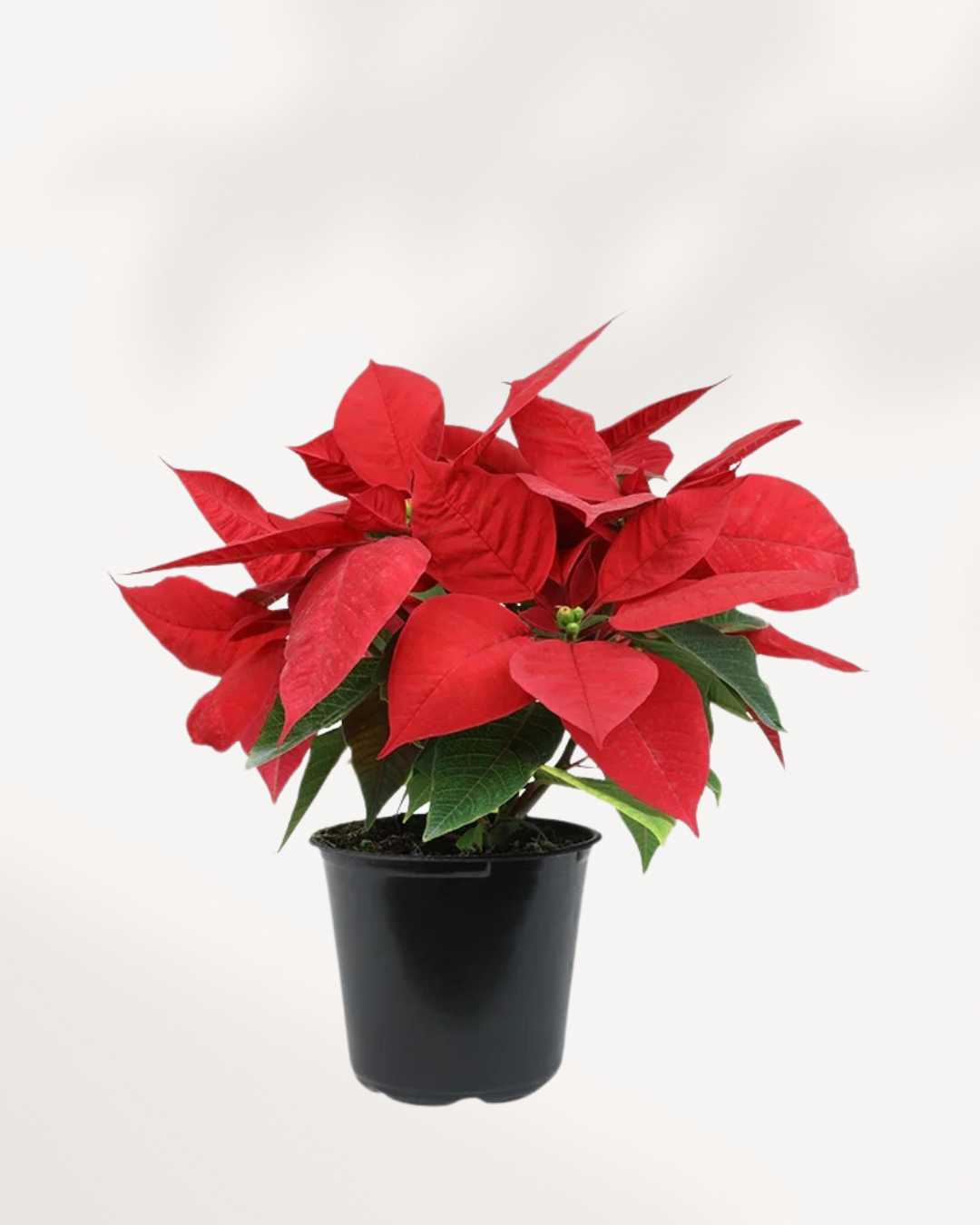 Poinsettia | Buy Online