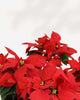 Poinsettia Closeup | Buy Online