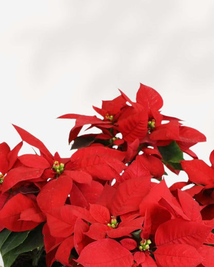 Poinsettia | Buy Online