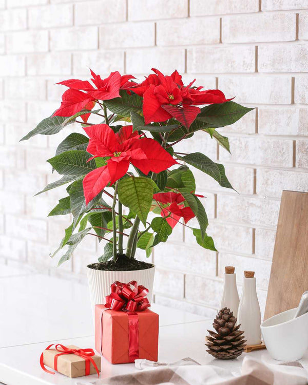 ELSA TOP, POINSETTIA RED