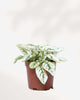 Polka Dot Plant 3.5" Pot - Small White