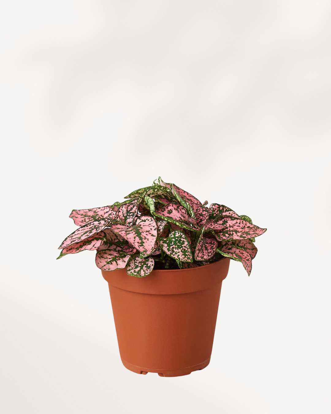 Polka Dot Plant