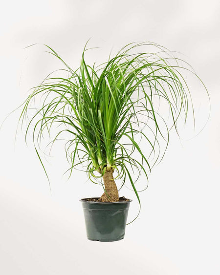 ponytail palm ok for cats Ponytail Palm | Buy Online – Low-Maintenance, Pet-Friendly Indoor Plant | Mygreenscape