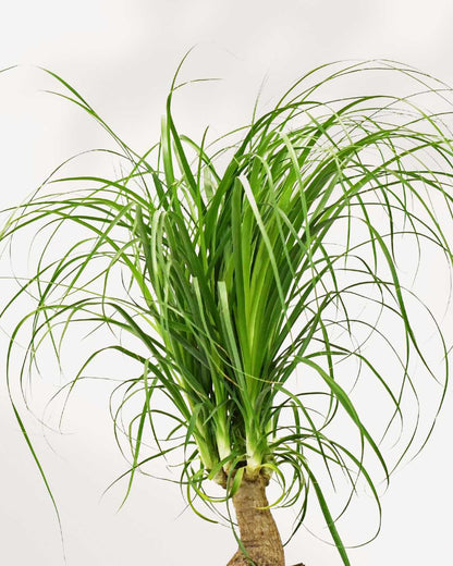 Ponytail Palm | Buy Online