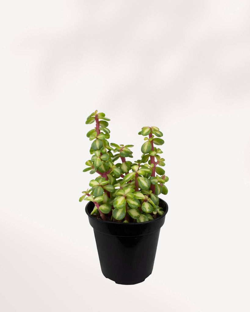 Portulacaria afra ‘Medio-picta’ 3.5" Pot - XSmall | Buy Online