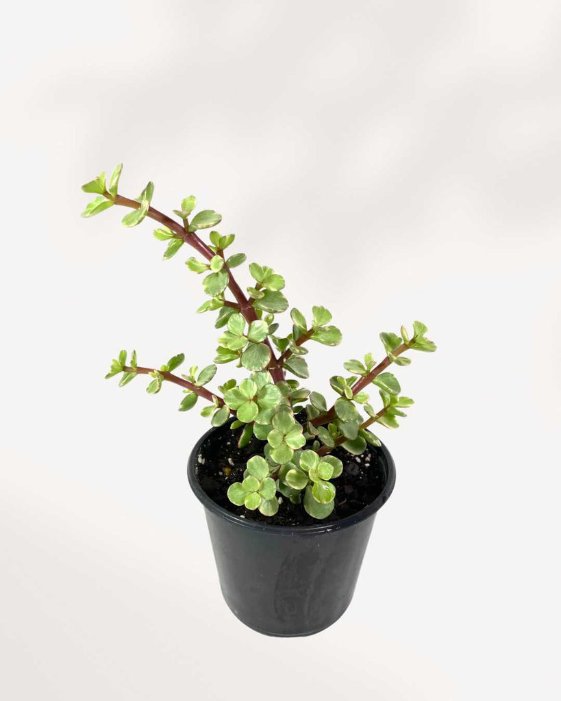 Portulacaria afra 3.5" Pot - XSmall