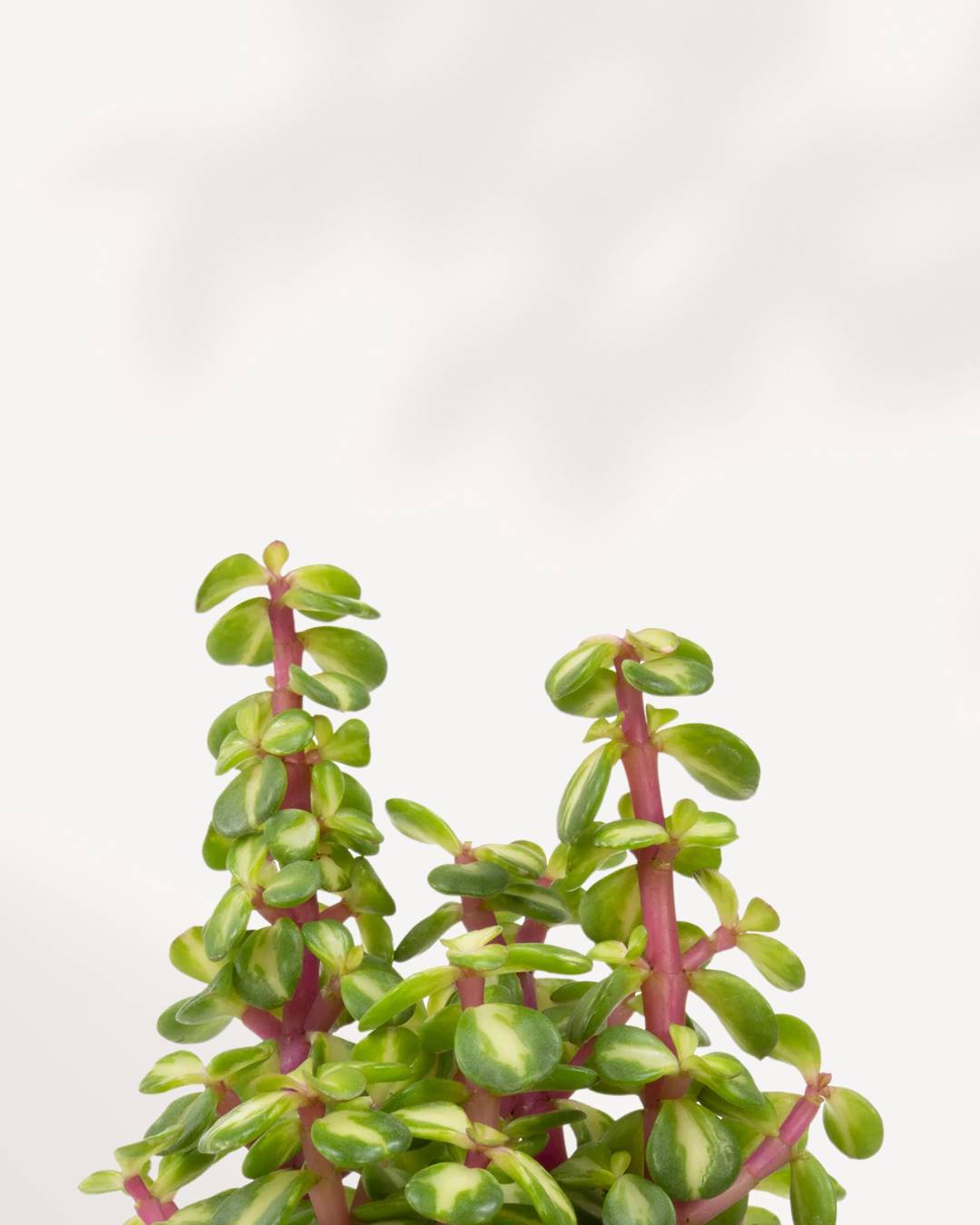 portulacaria afra medio picta care Hoya Portulacaria afra 'Medio-picta' | Buy Online Succulent | Mygreenscape