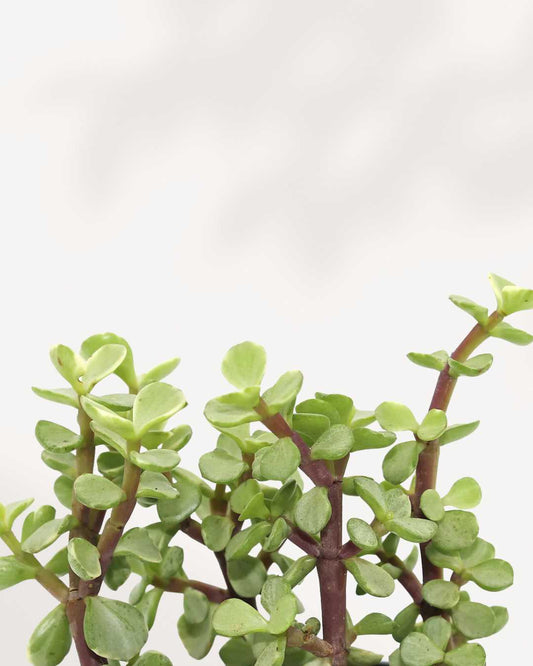 Portulacaria afra | Buy Online