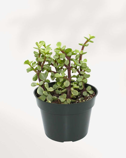 Portulacaria afra | Buy Online