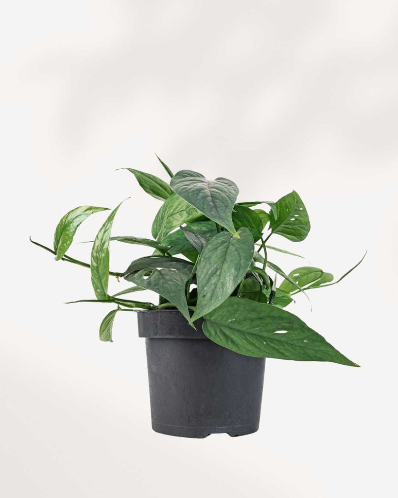 Pothos Cebu Blue