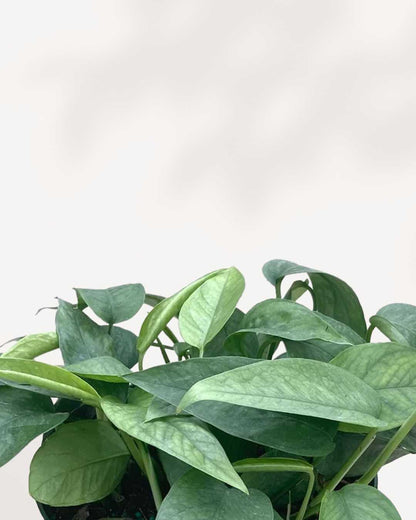 Pothos Cebu Blue | Buy Online