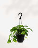 Pothos Hawaiian 6.5" Pot - Hanging Basket