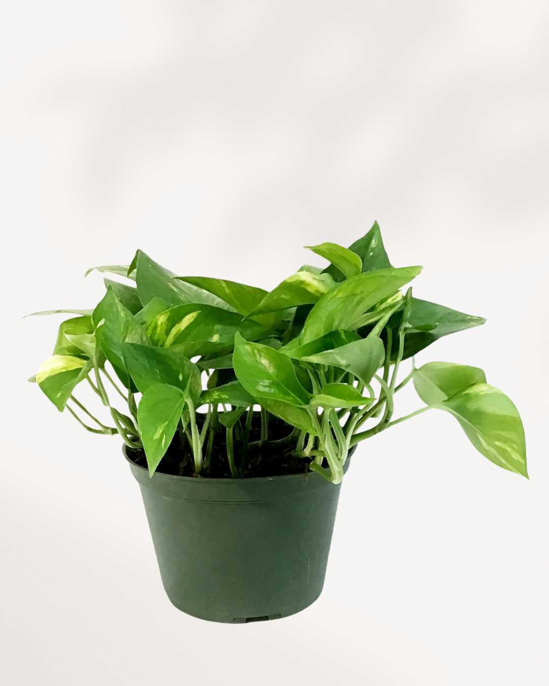 Pothos Hawaiian | Buy Online