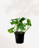 Pothos Hawaiian 4" Pot - Small