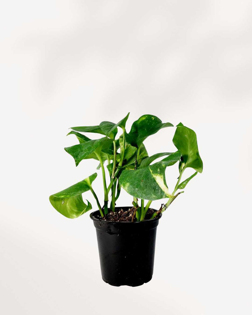 Pothos Hawaiian 4" Pot - Small