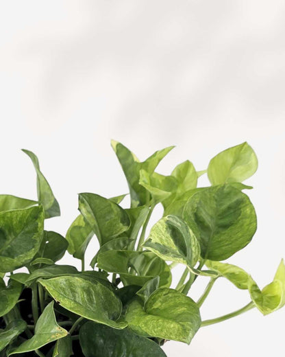 Pothos Lemon Meringue | Buy Online