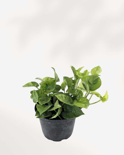 Pothos Lemon Meringue | Buy Online
