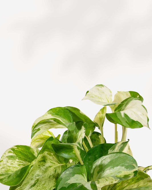 Pothos Manjula | Buy Online