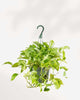 Marble Queen Pothos - Epipremnum Aureum Marble Queen 10" Pot Hanging Basket