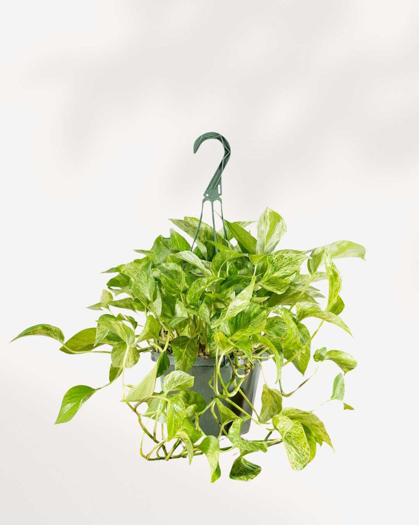 Marble Queen Pothos - Epipremnum Aureum Marble Queen 10" Pot Hanging Basket