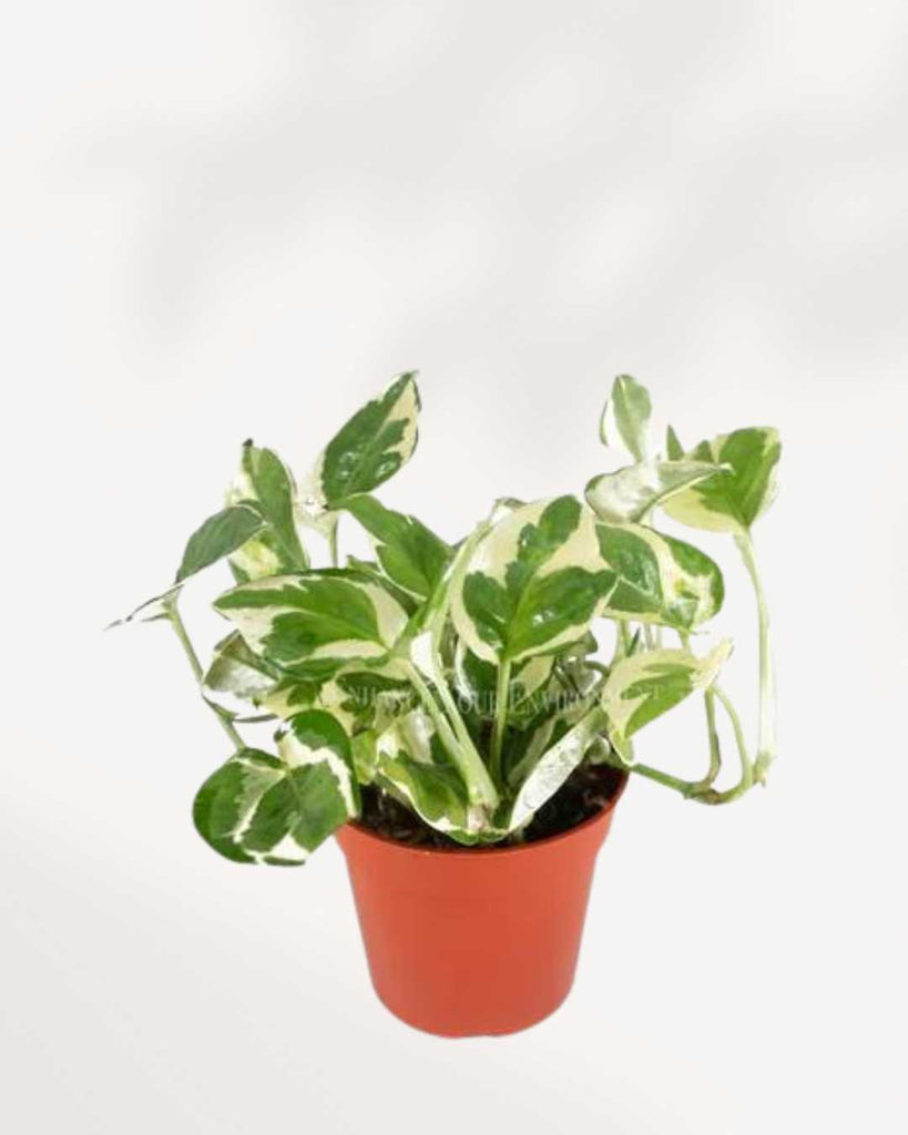 Pothos N’Joy 3.5" Pot - Small