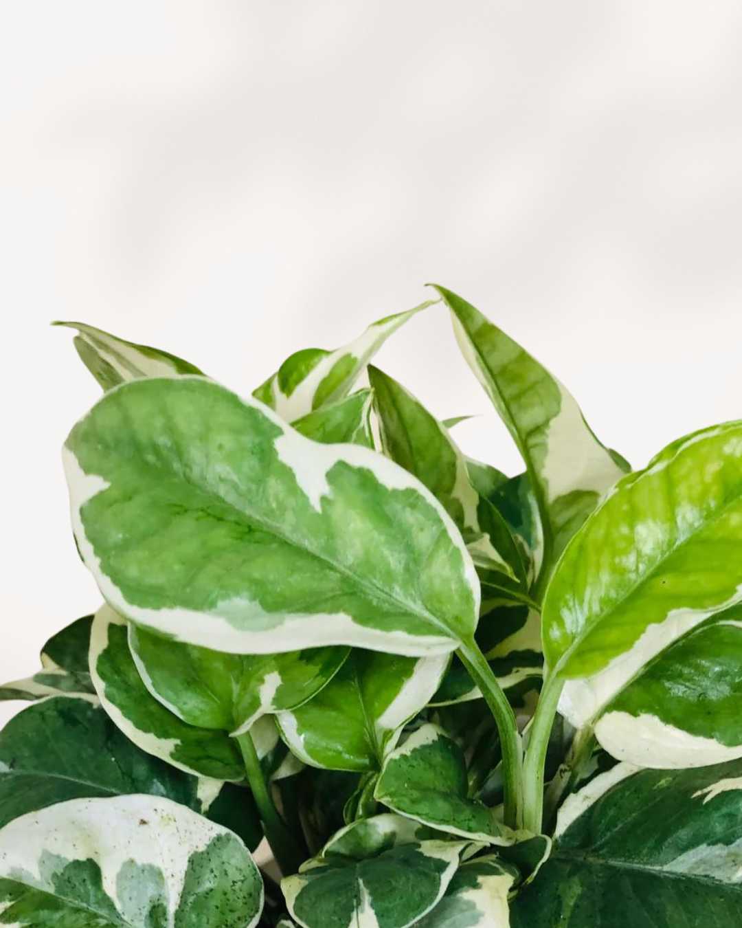 Pothos N’Joy | Buy Online - Easy-Care Variegated Houseplant