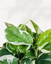 Buy Pothos Plants Online - MyGreenscape Nursery | Mygreenscape | Buy ...