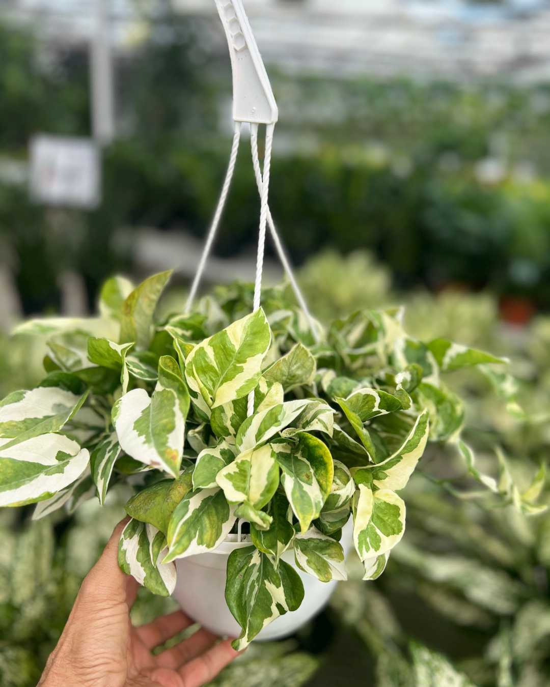 Pothos N’Joy | Buy Online