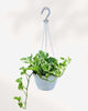 Pothos N’Joy 8" Hanging Basket