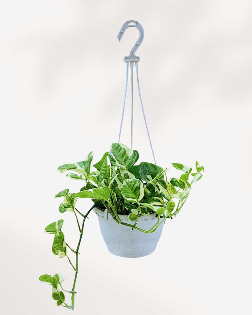 Pothos N’Joy 8" Hanging Basket