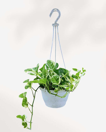 Pothos N’Joy | Buy Online