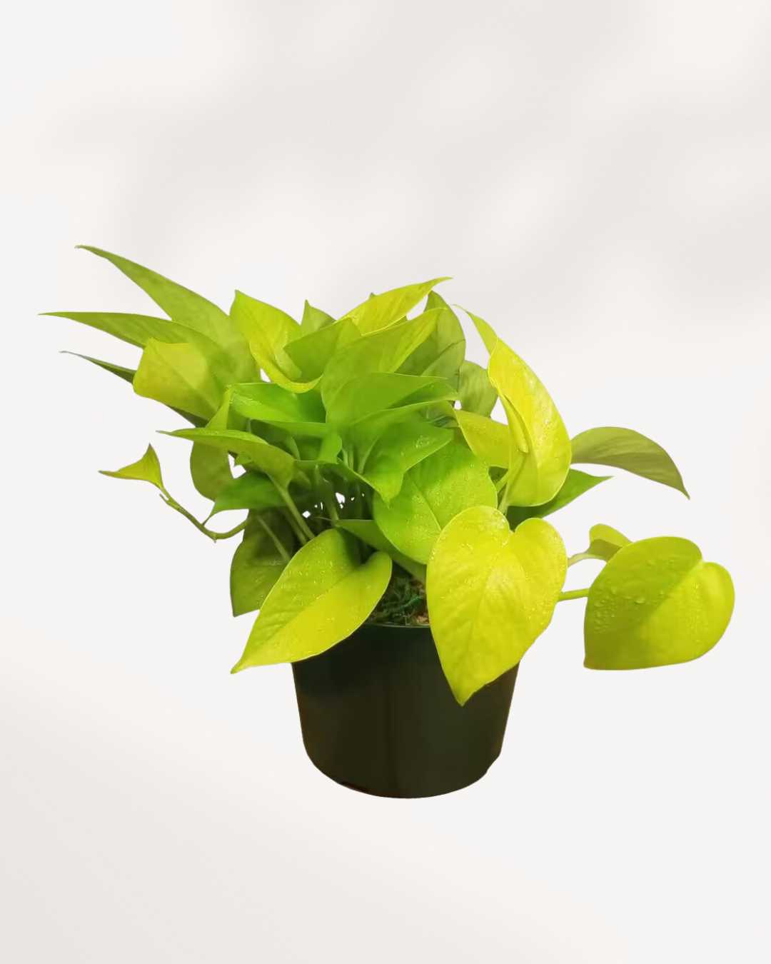 Pothos New | Buy Online