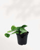 Silver Satin Pothos - Scindapsus Pictus 4" Pot - Small