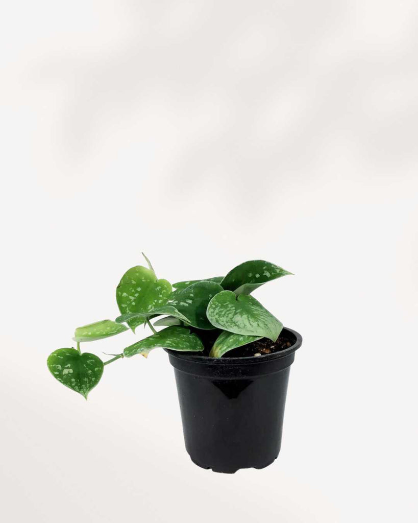 Silver Satin Pothos - Scindapsus Pictus 4" Pot - Small