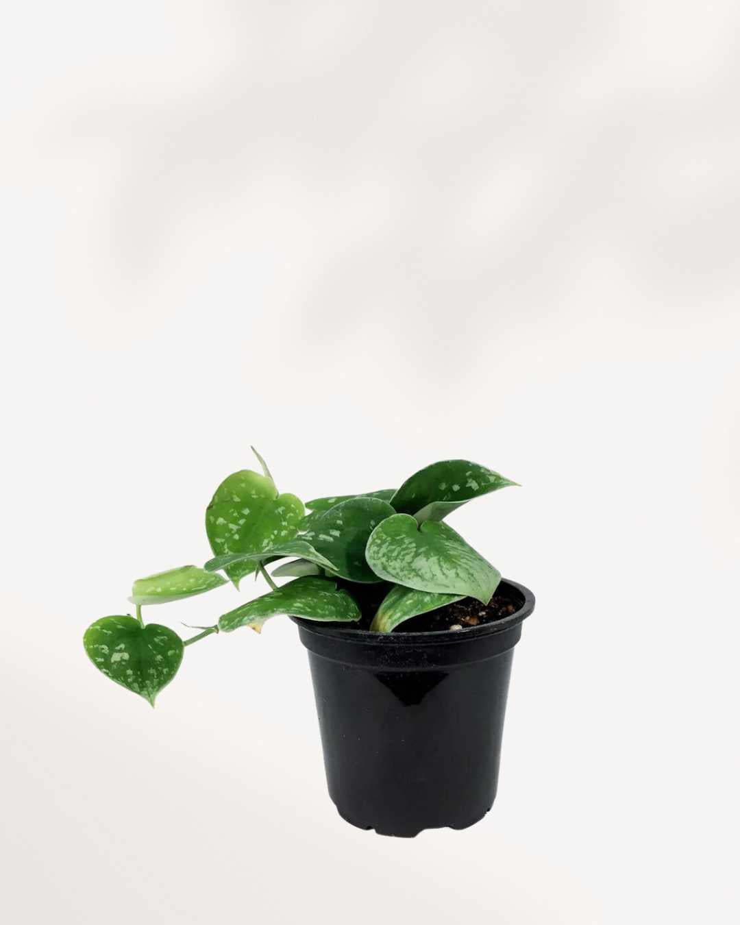 Pothos Silver Satin