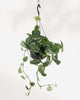 Silver Satin Pothos - Scindapsus Pictus Hanging Basket