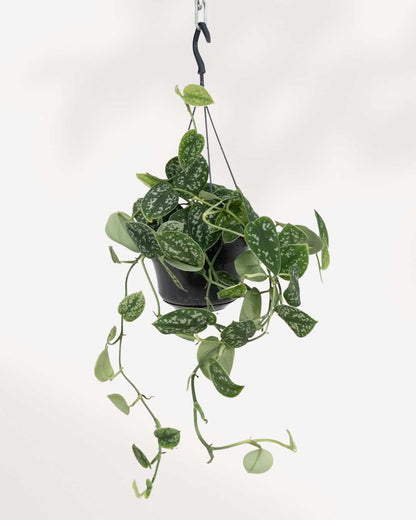 Pothos Silver Satin Hanging Basket 8"