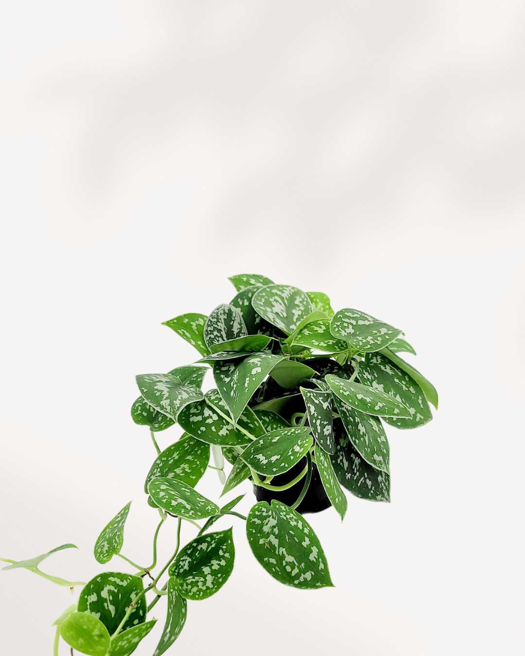 Pothos Silver Satin