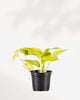 Pothos Teruno Kaguya Lemon 3.5" Pot - Small