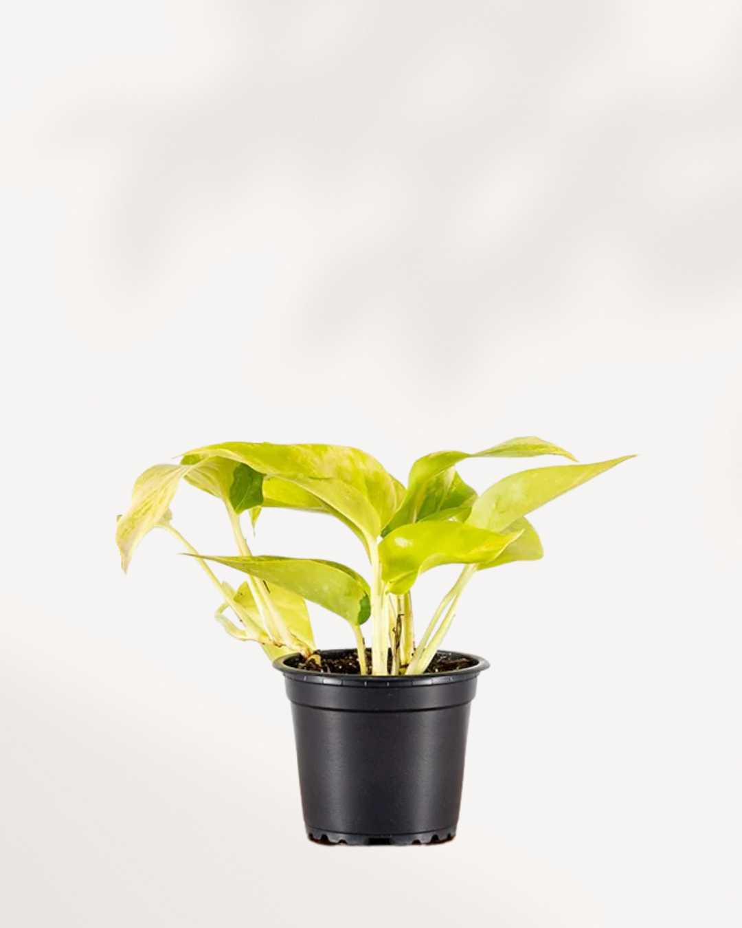 Pothos Teruno Kaguya Lemon | Buy Online