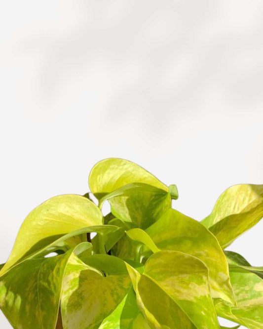 Pothos Teruno Kaguya Lemon | Buy Online