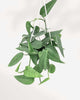 Pothos Cebu Blue