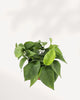 Pothos Jade | Buy Online