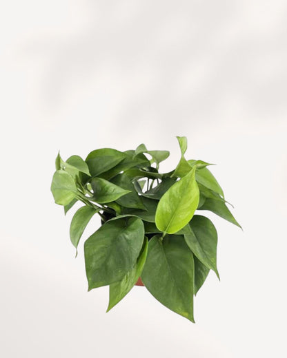 Pothos Jade | Buy Online